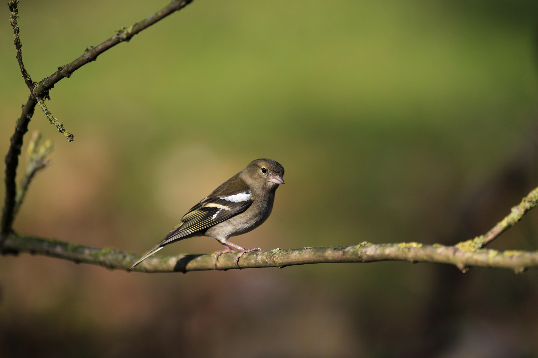 Canon EF 300mm f/2.8L + 1.4x sample photo. Fringuello photography