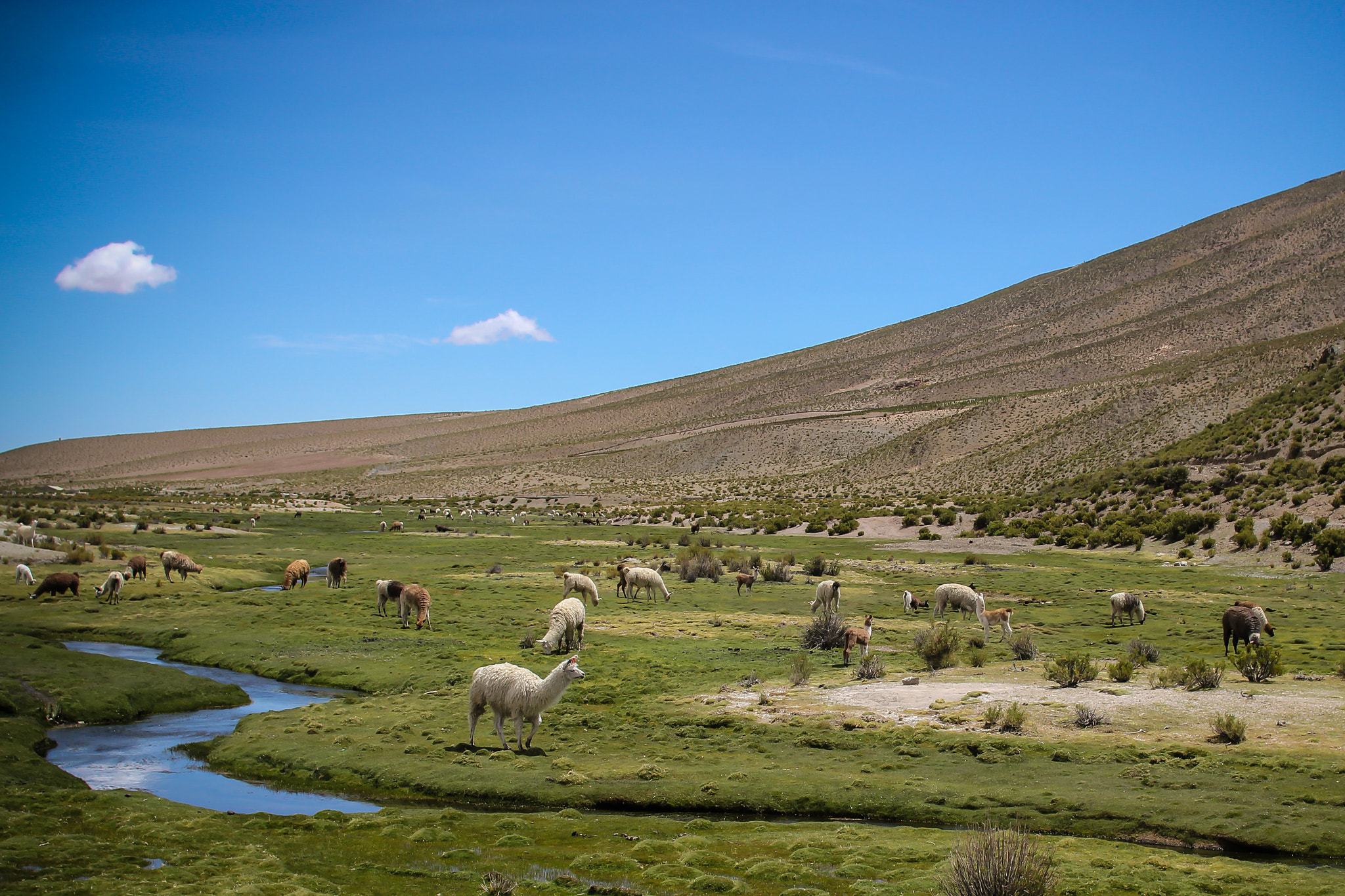 Sigma 30mm F1.4 EX DC HSM sample photo. Llamas near spring, bolivia photography
