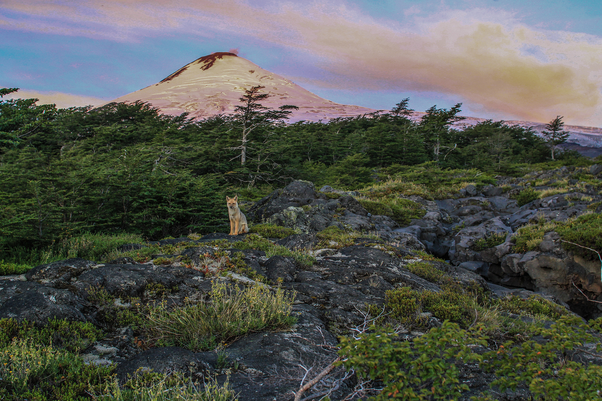 Sigma 30mm F1.4 EX DC HSM sample photo. Fox and volcano photography