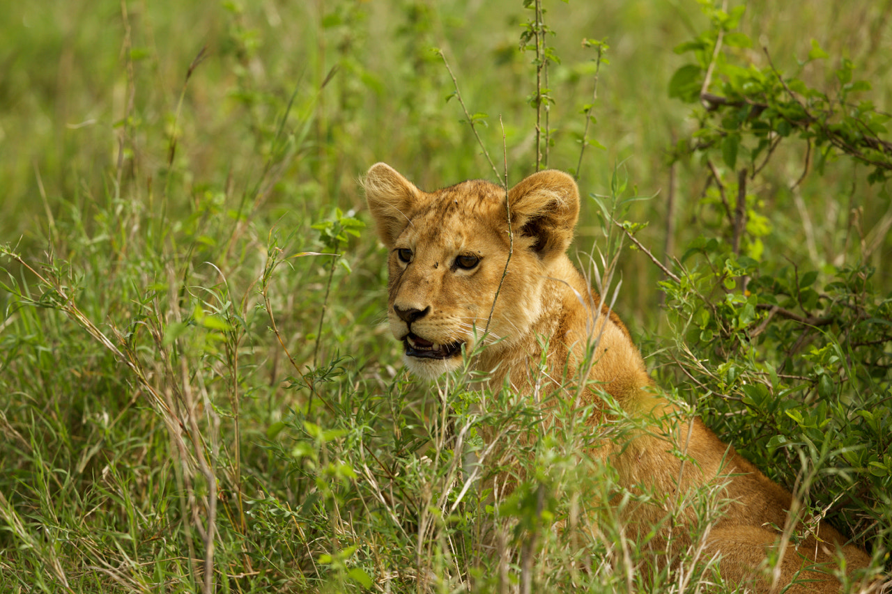 Canon EF 500mm F4L IS II USM sample photo. Lion cup 2 photography