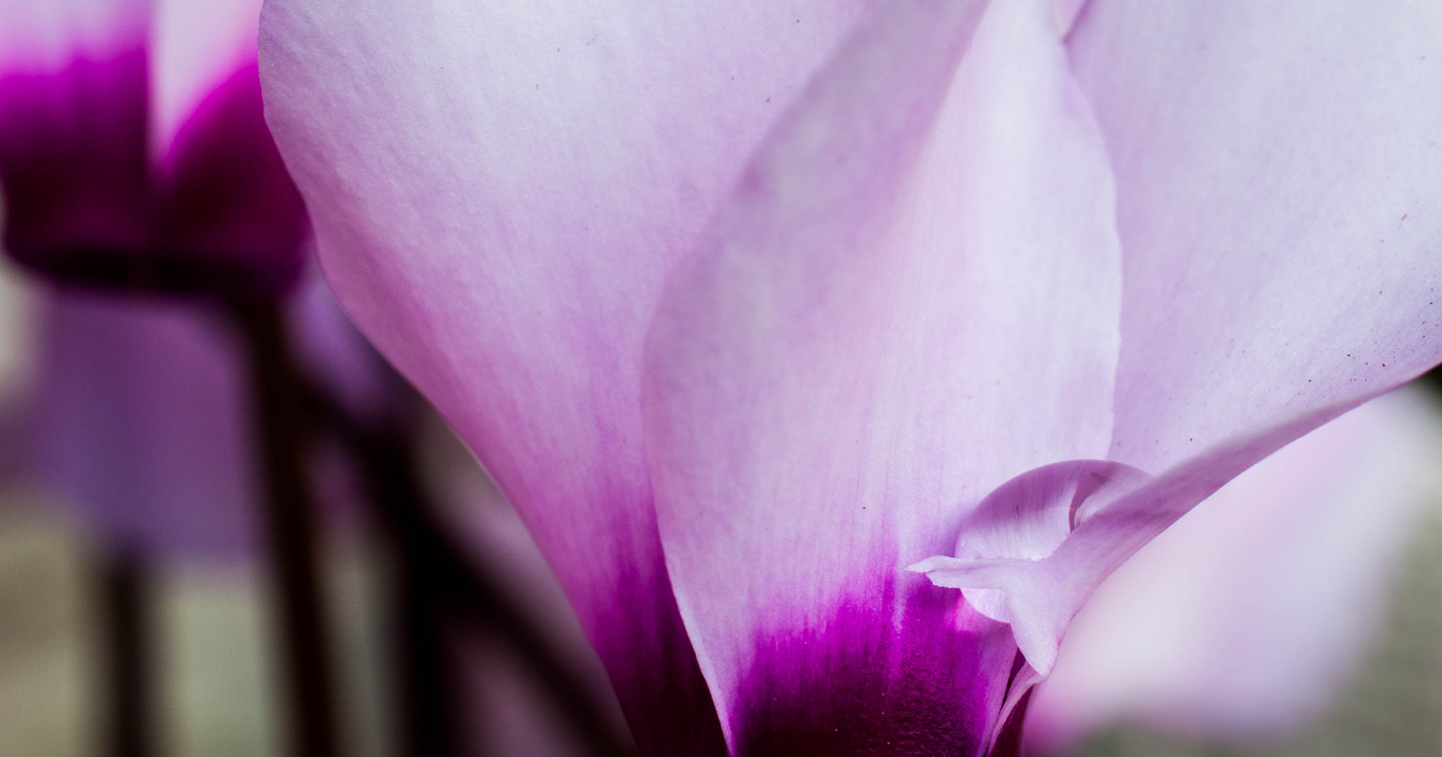 Nikon AF-S DX Micro Nikkor 40mm F2.8 sample photo. Cradled photography