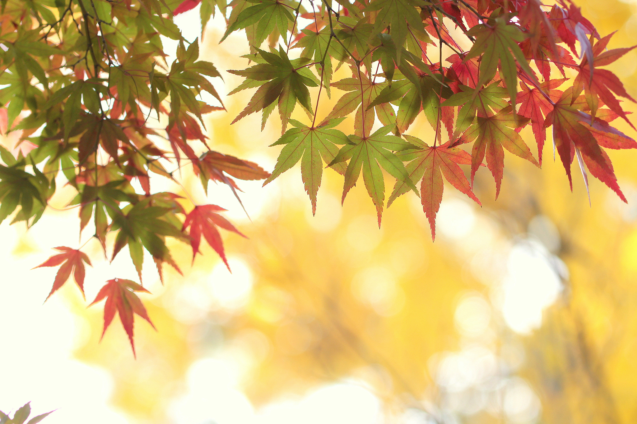 Canon EOS 650D (EOS Rebel T4i / EOS Kiss X6i) sample photo. Autumn colors photography