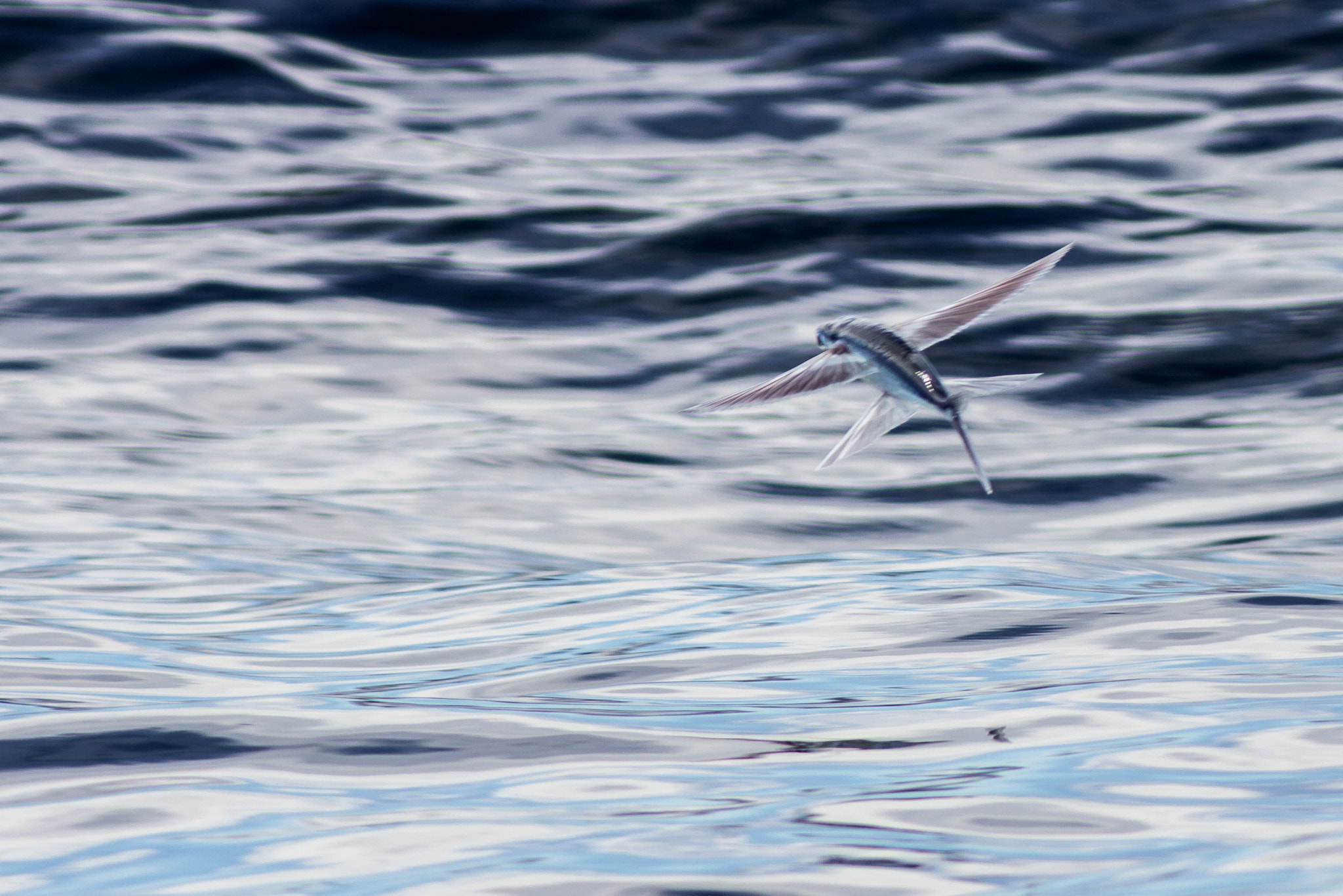 Canon EOS 60D + Canon EF 300mm F4L IS USM sample photo. Flying fish photography