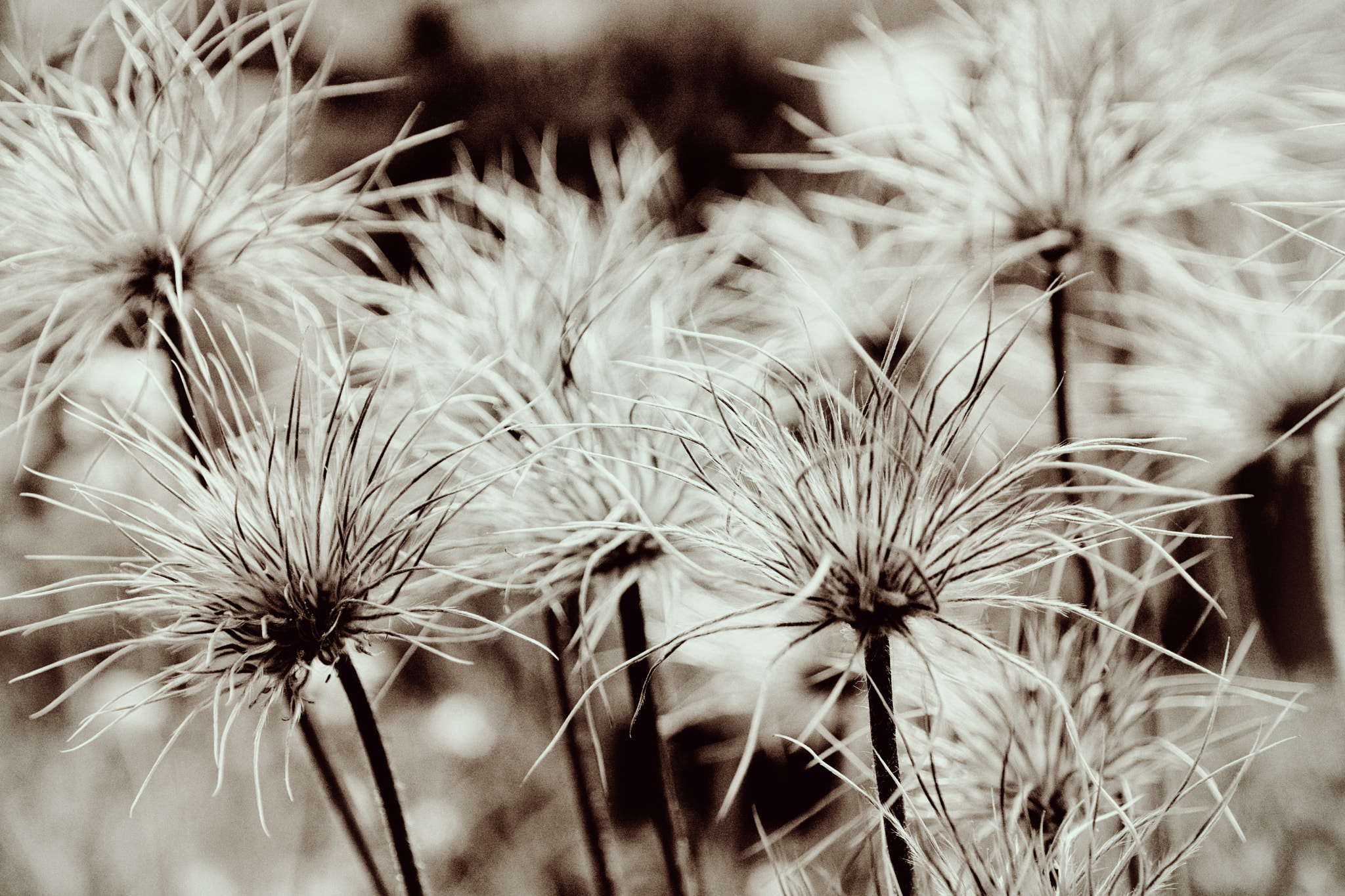 Nikon D7100 + Nikon AF Nikkor 180mm F2.8D ED-IF sample photo. Flowers photography