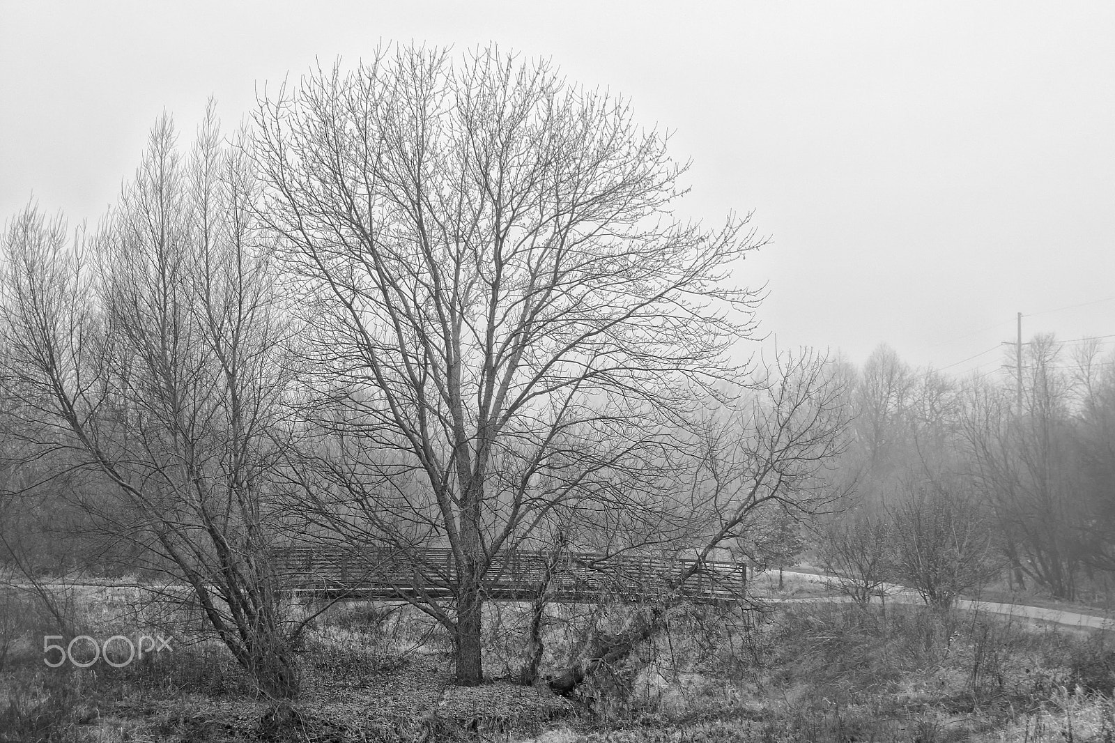 Canon EOS 760D (EOS Rebel T6s / EOS 8000D) + Sigma 18-250mm F3.5-6.3 DC OS HSM sample photo. Trio of trees in black and white photography