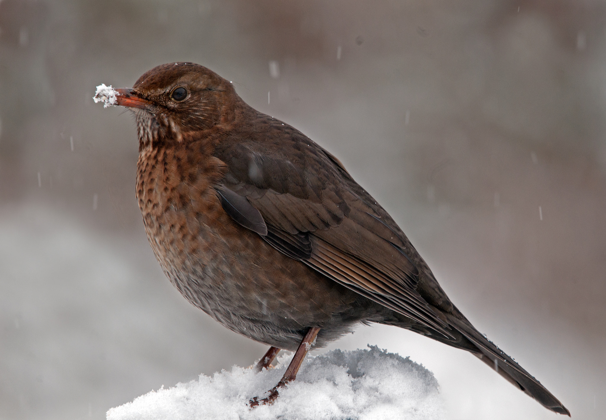 Nikon AF-S Nikkor 400mm F2.8G ED VR II sample photo. When it snows photography
