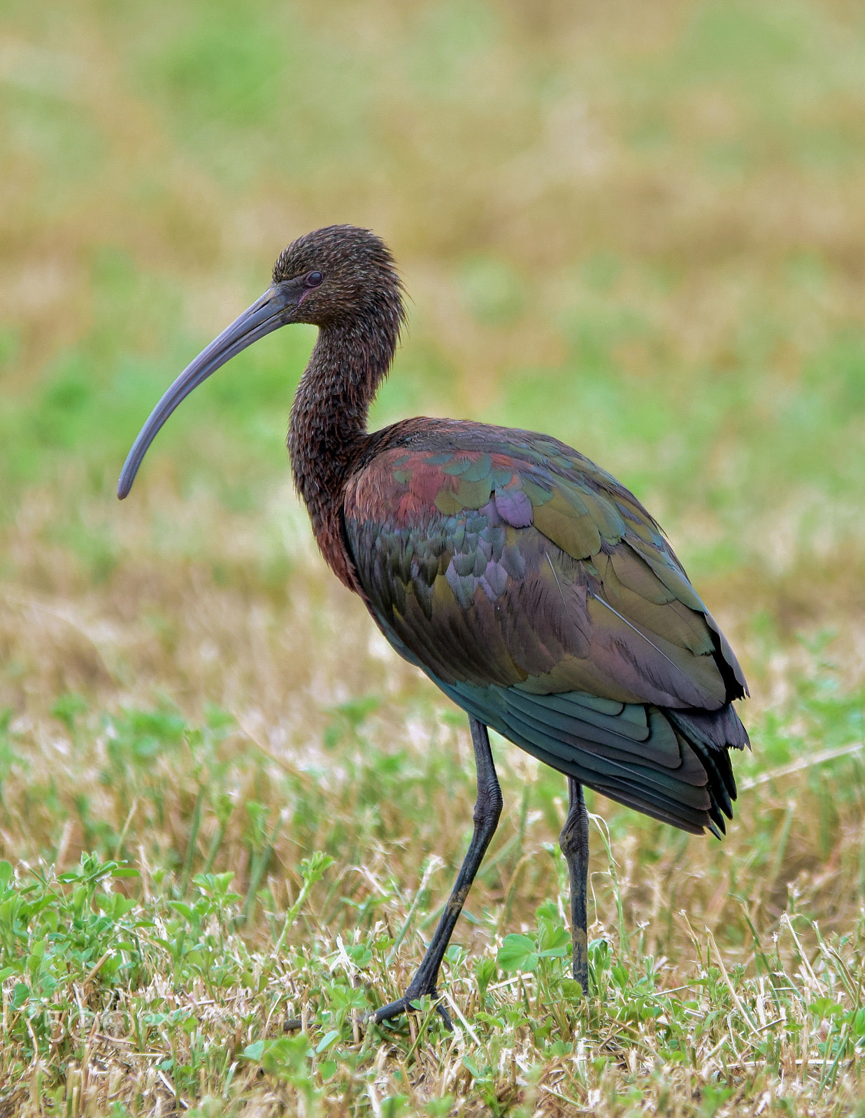 Nikon D5300 + Sigma 150-500mm F5-6.3 DG OS HSM sample photo. White-faced ibis: colors photography