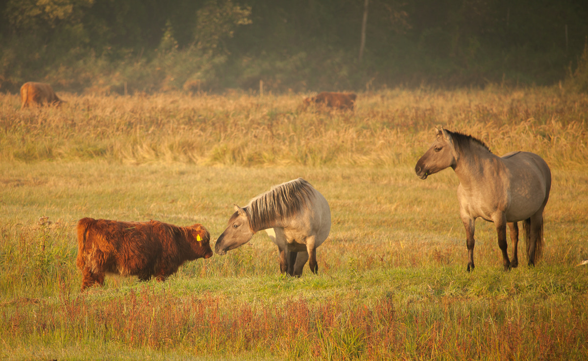 Canon EF-S 55-250mm F4-5.6 IS STM sample photo. Calf encounter photography