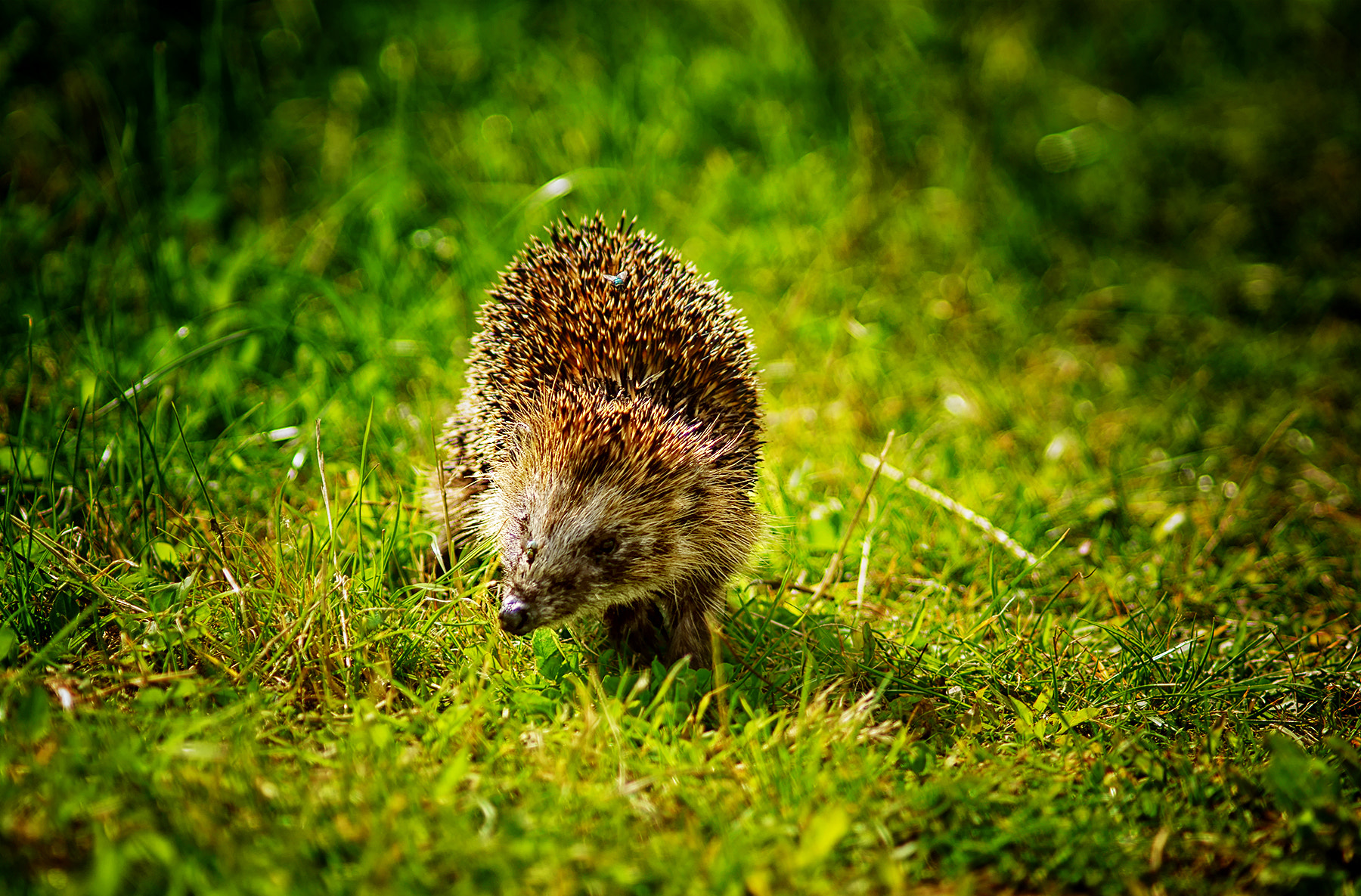 Sony SLT-A65 (SLT-A65V) + Minolta AF 200mm F2.8 HS-APO G sample photo. Close encounter with a hedgehog photography