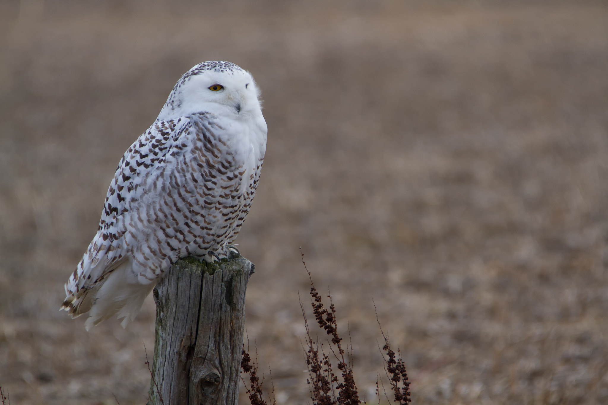 Canon EOS 7D + Tamron SP 150-600mm F5-6.3 Di VC USD sample photo. Snowy owl photography