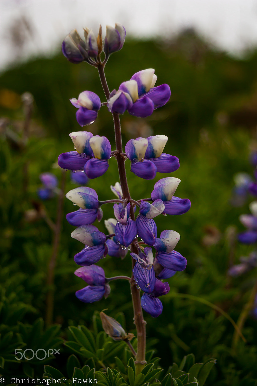 Canon EOS 450D (EOS Rebel XSi / EOS Kiss X2) sample photo. Lupine flower ballyhoo mountain photography