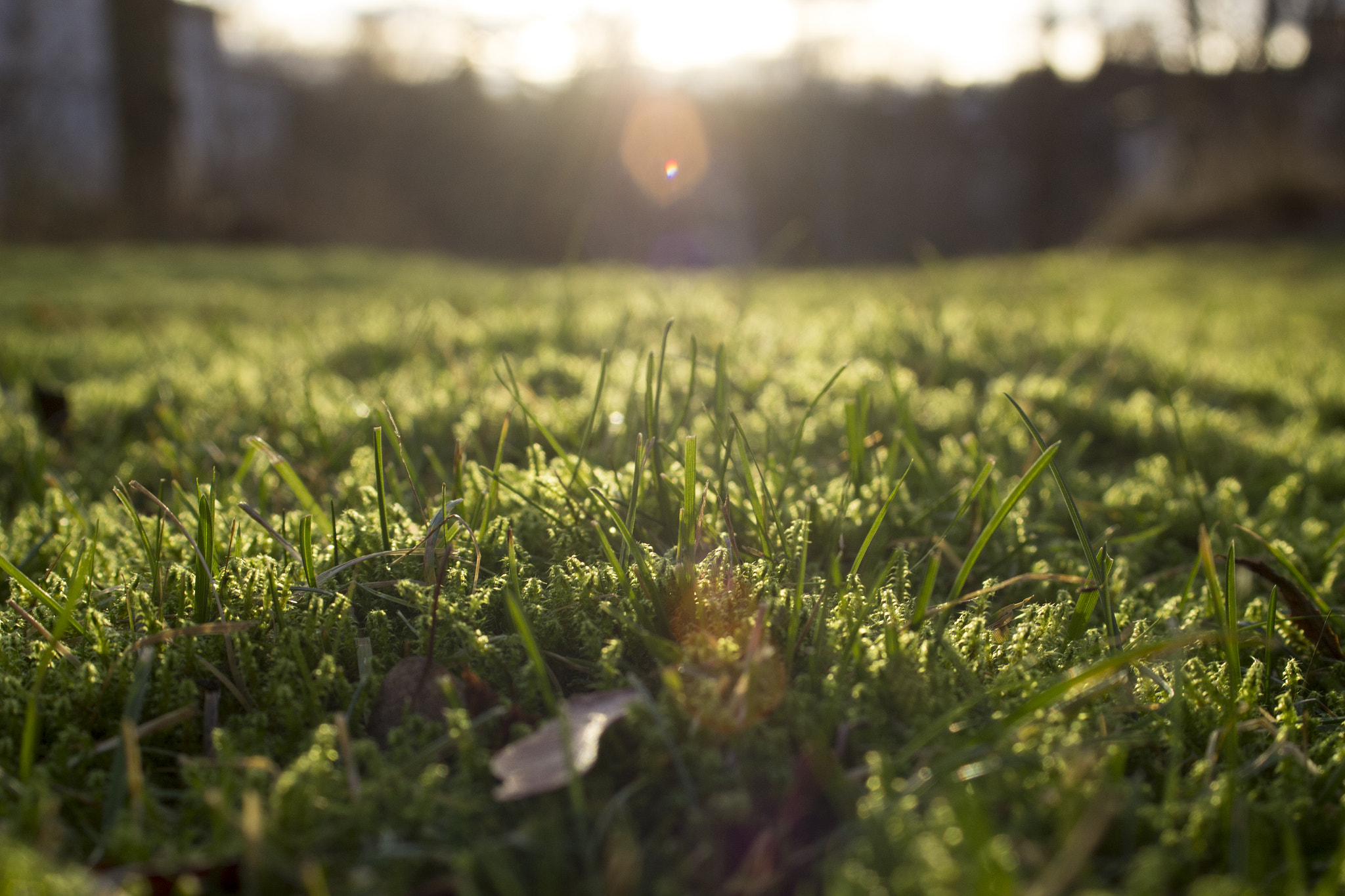 Canon EF 35-80mm f/4-5.6 USM sample photo. There's still hope for summer photography