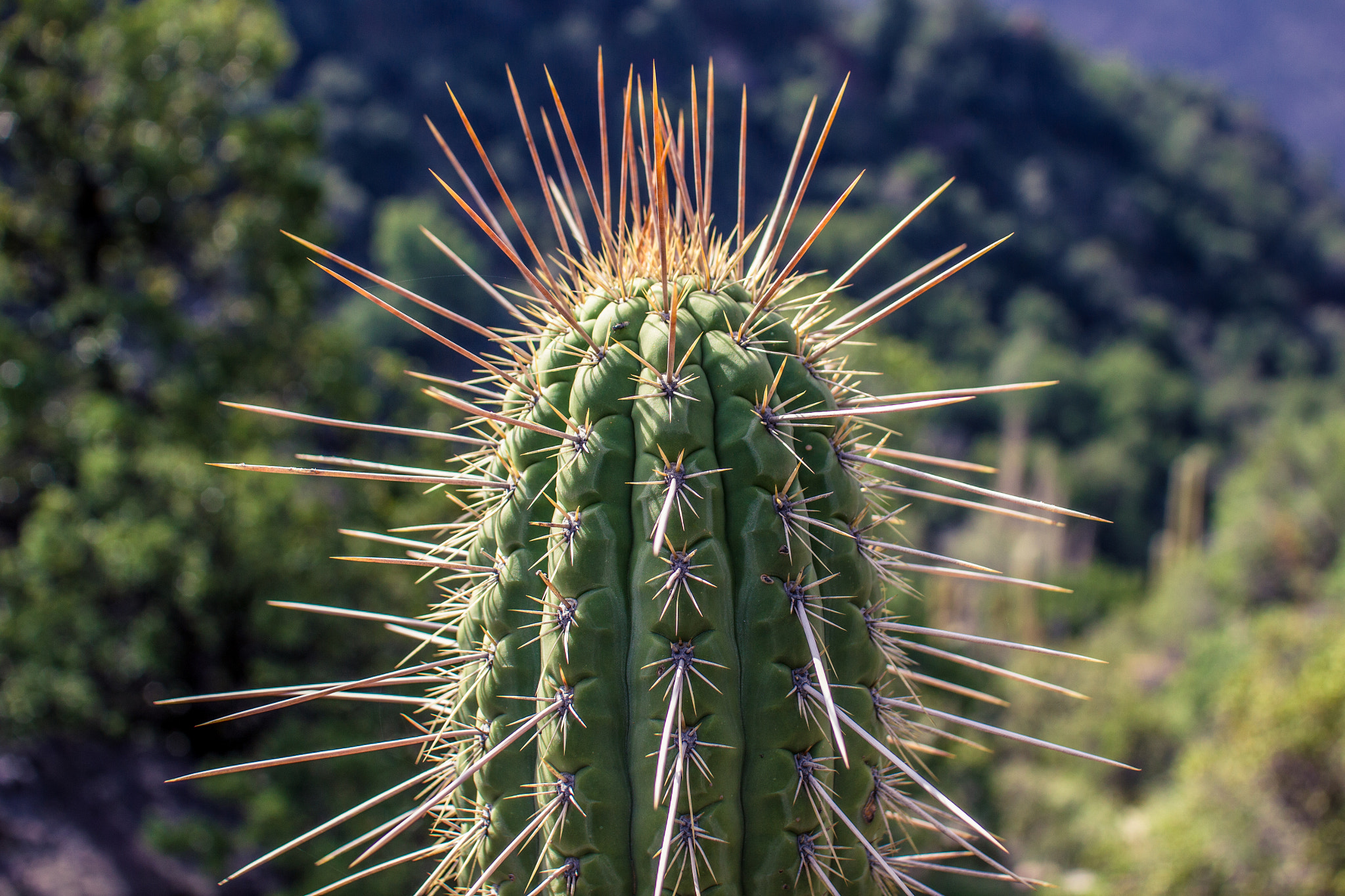 Sigma 30mm F1.4 EX DC HSM sample photo. Cactus close up photography