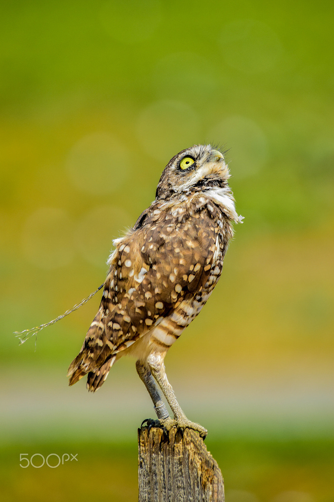 Sigma 150-500mm F5-6.3 DG OS HSM sample photo. Burrowing owl: what do you want?! photography