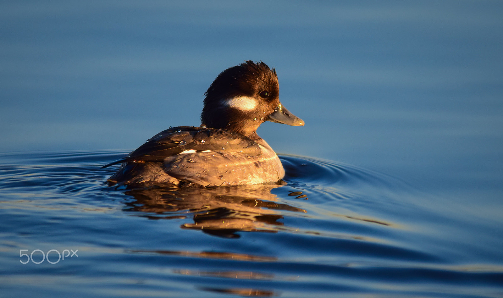 Sigma 150-500mm F5-6.3 DG OS HSM sample photo. Female bufflehead photography