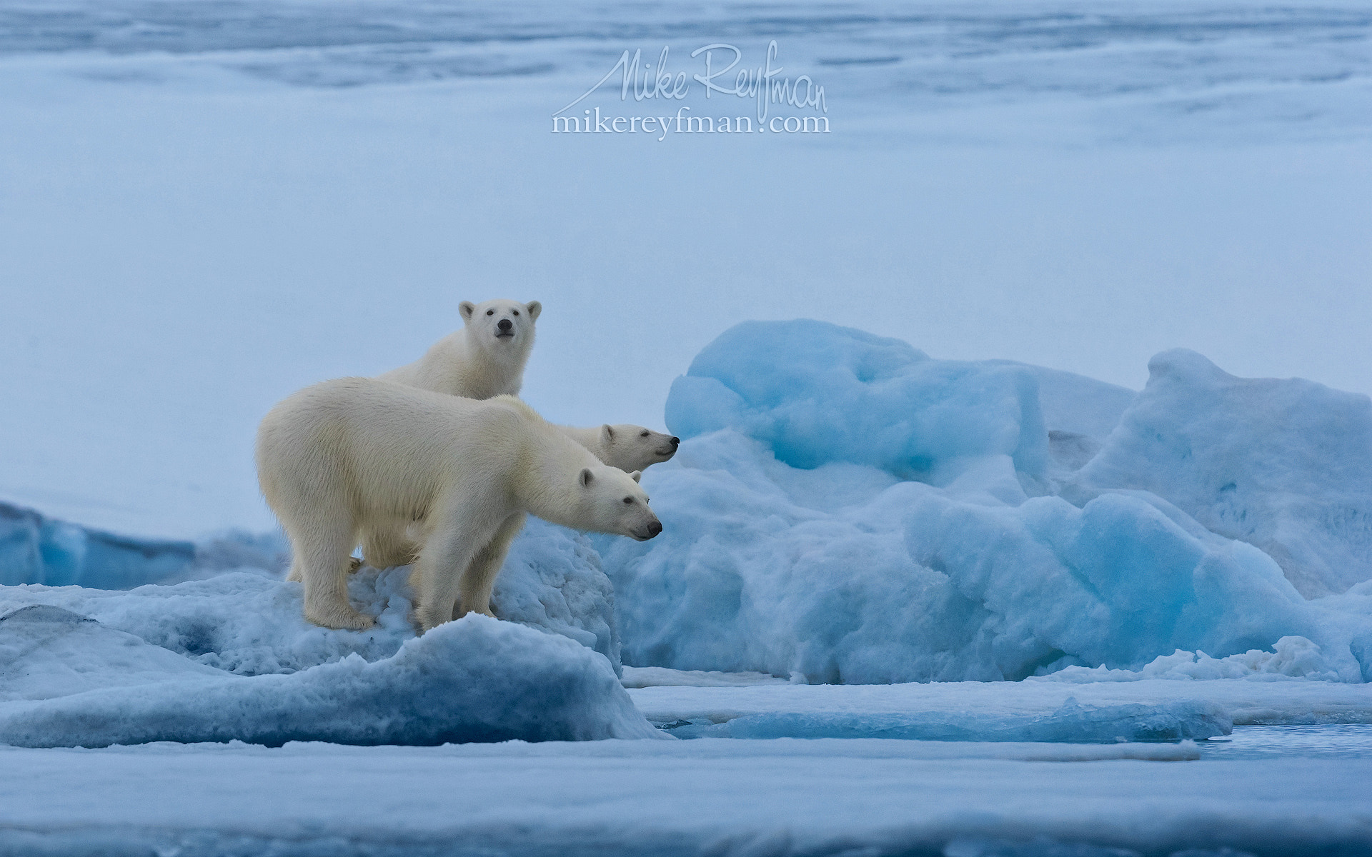 Nikon AF-S Nikkor 200-400mm F4G ED-IF VR sample photo. Dragon-bear photography