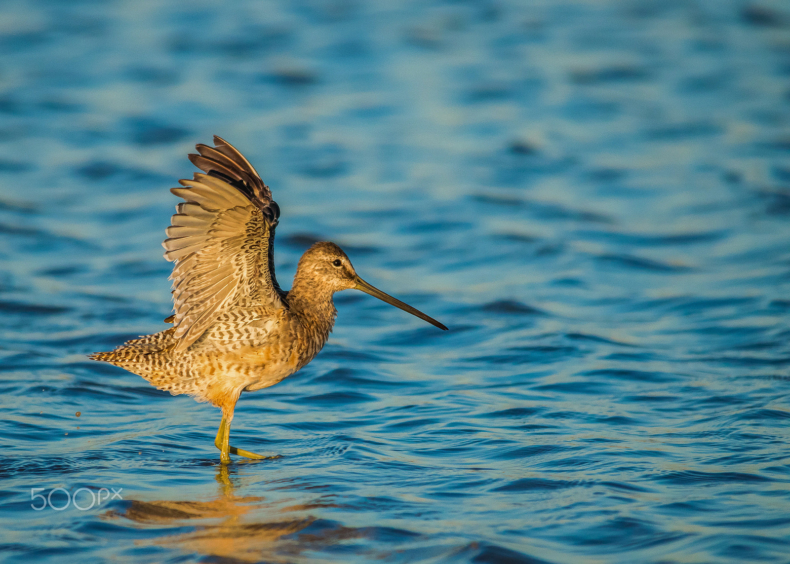 Nikon D5300 + Sigma 150-500mm F5-6.3 DG OS HSM sample photo. Long-billed dowitcher: water ballet photography