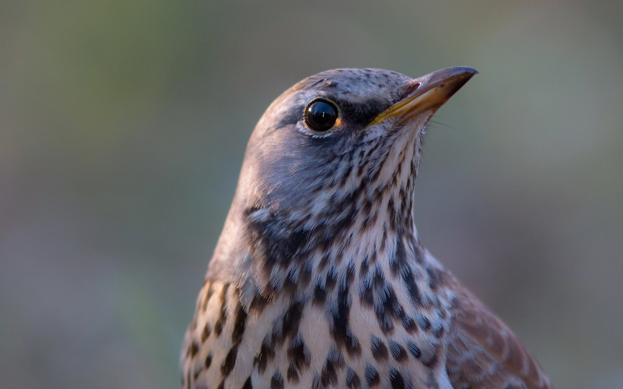 Canon EF 300mm F4L IS USM sample photo. Songer portrait photography