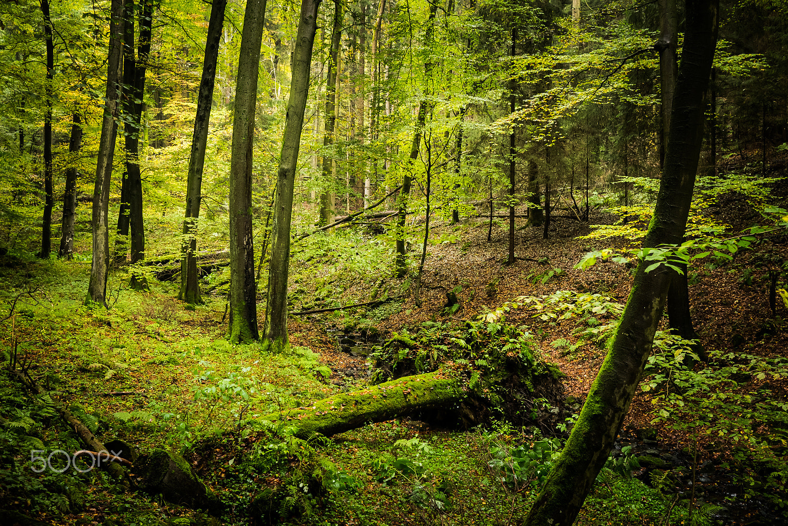Panasonic Lumix DMC-GM1 + LUMIX G 20/F1.7 II sample photo. Deep at the forest photography