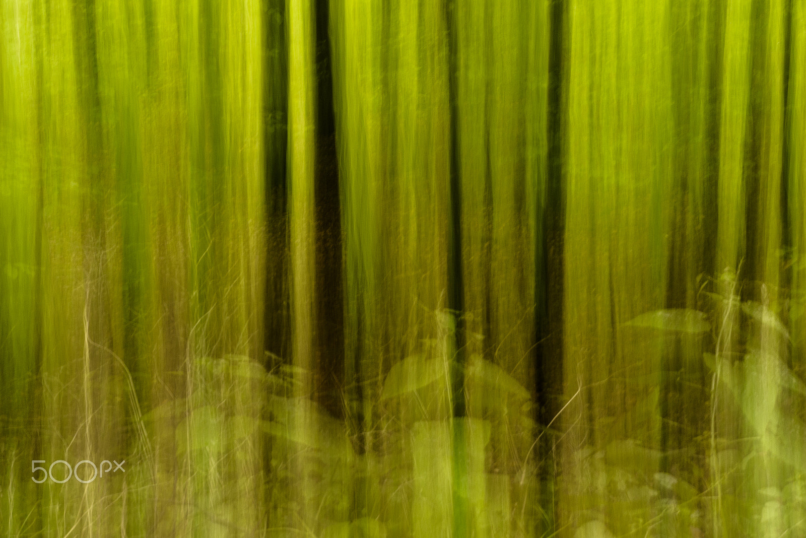 Panasonic Lumix G X Vario 35-100mm F2.8 OIS sample photo. Haunted forest photography
