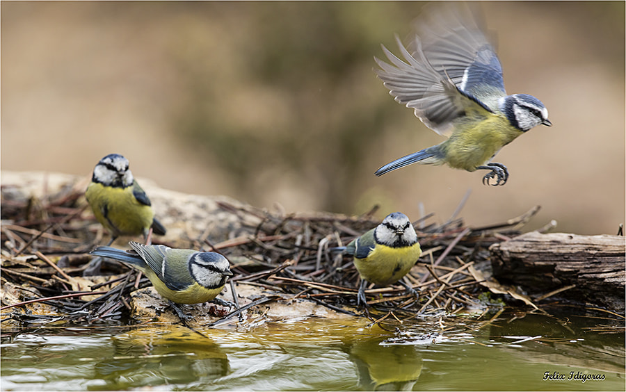 Canon EF 300mm F2.8L IS II USM sample photo. El baño photography