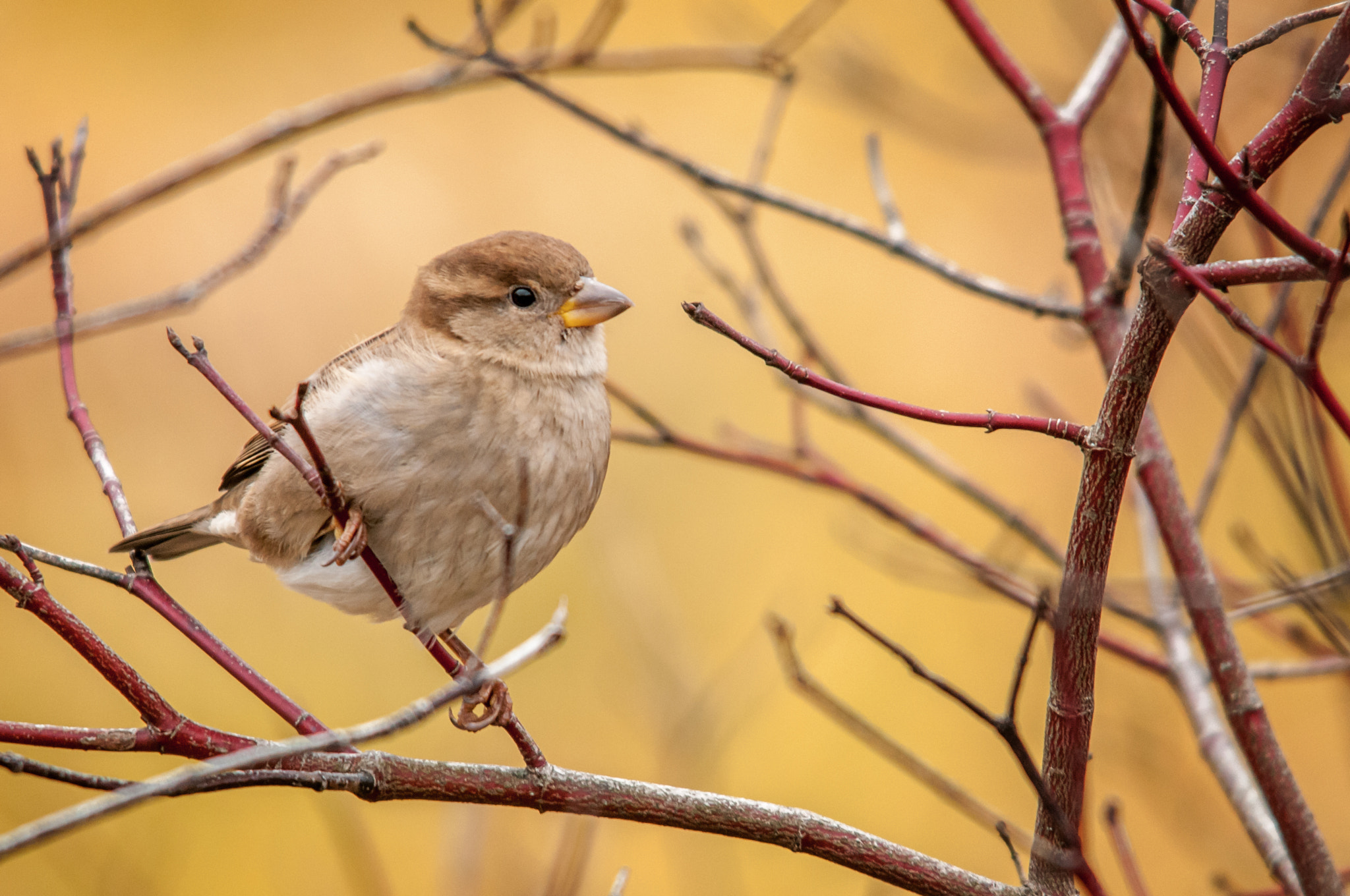 Sigma 150-500mm F5-6.3 DG OS HSM sample photo. Sparrow photography