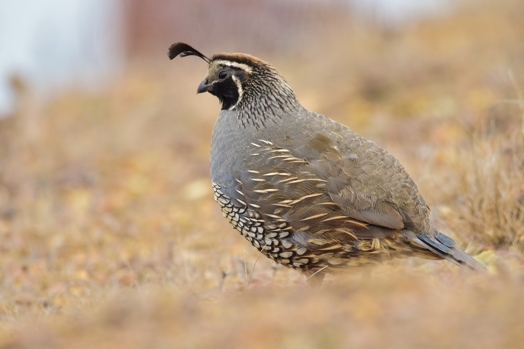 Sigma 150-500mm F5-6.3 DG OS HSM sample photo. California quail photography