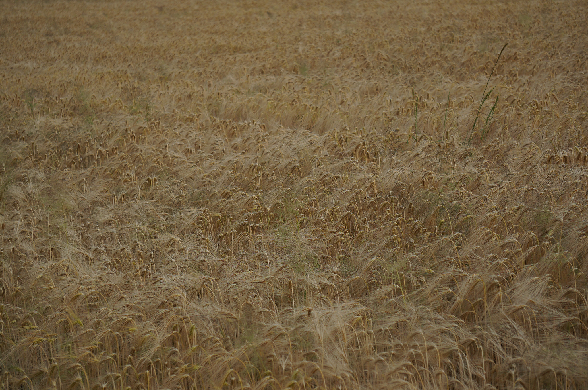 Sony E 55-210mm F4.5-6.3 OSS sample photo. Fields of gold photography