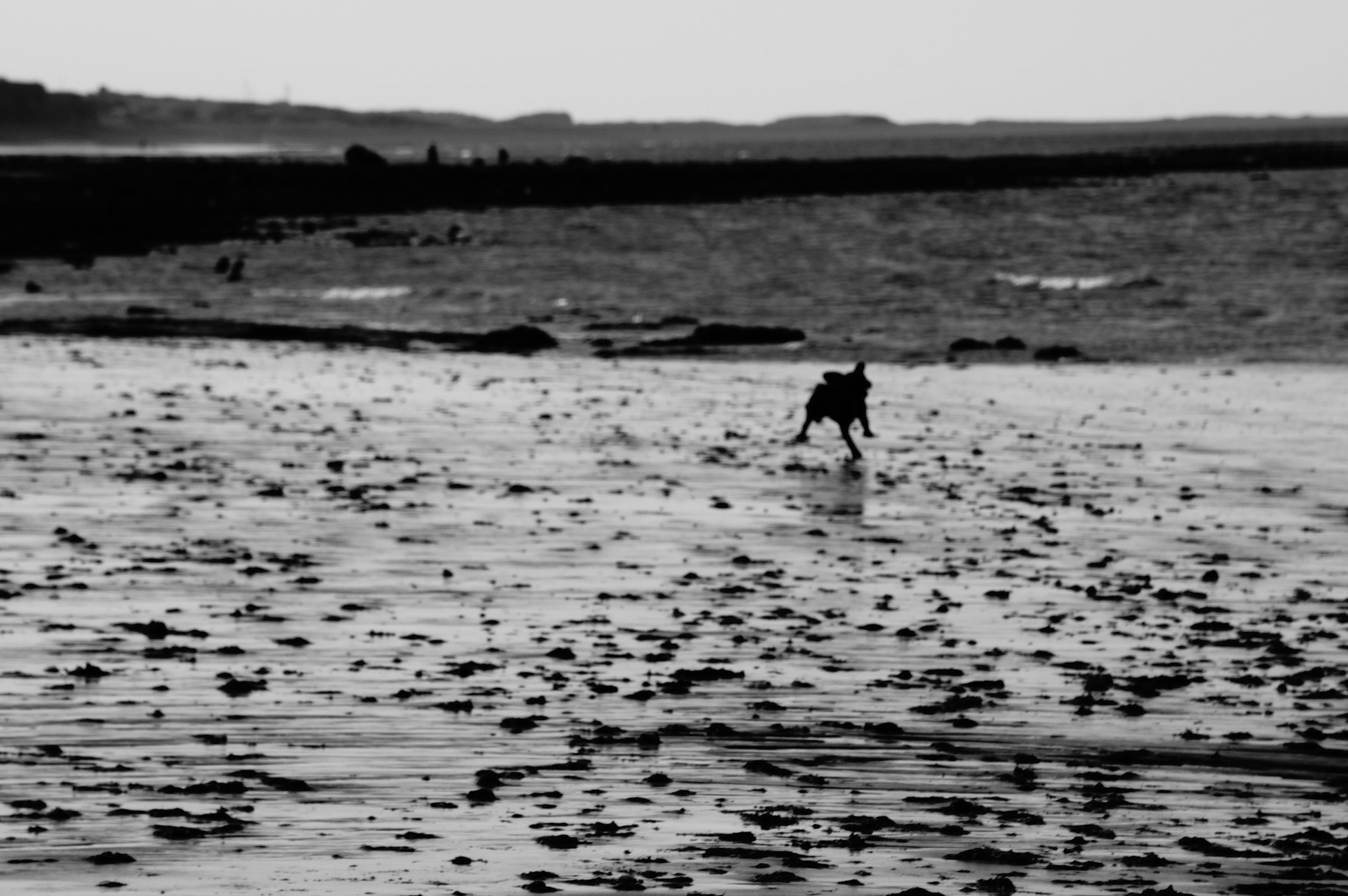 Sony E 55-210mm F4.5-6.3 OSS sample photo. Strolling on the beach photography