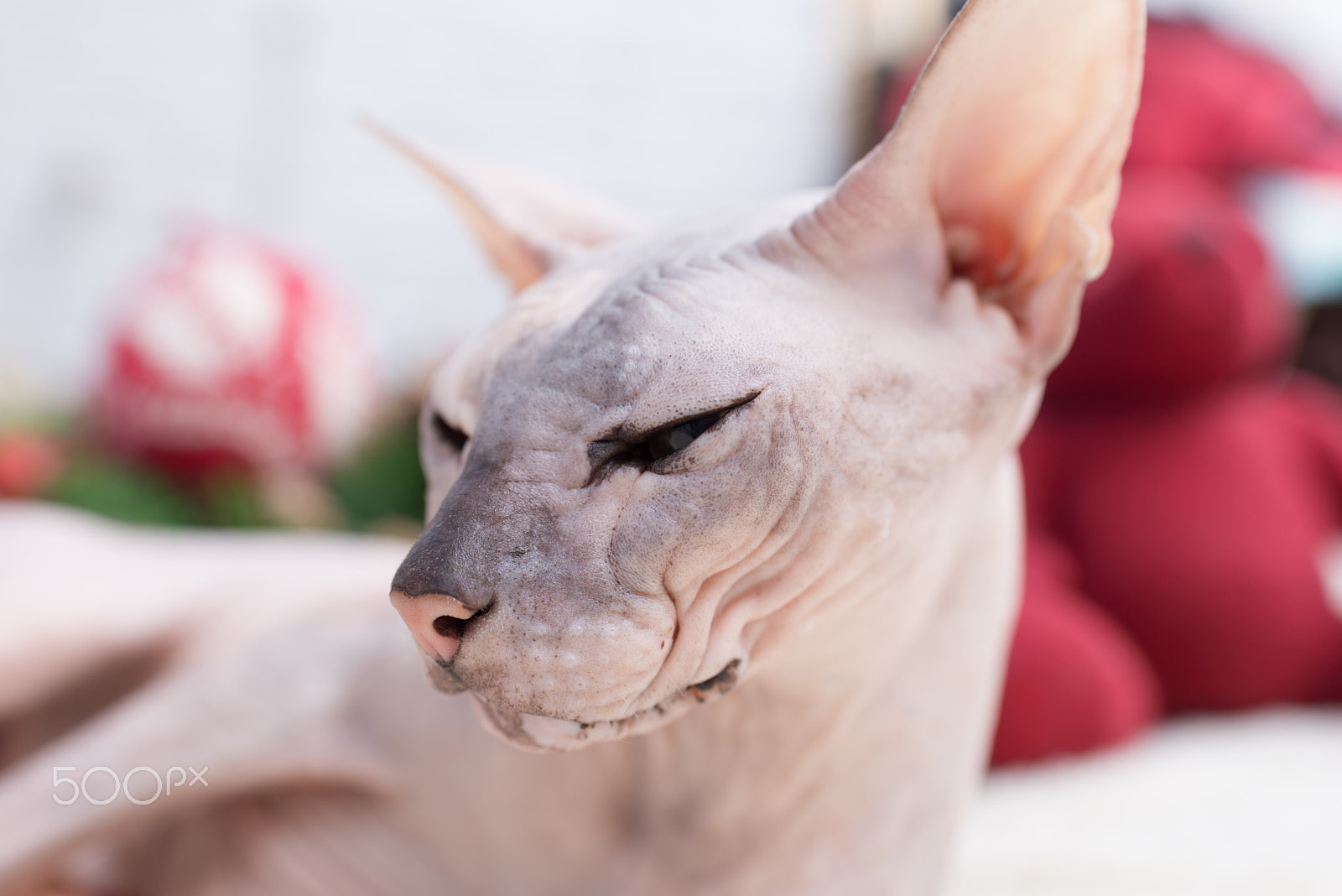 Nikon D610 + AF-S Nikkor 35mm f/1.8G sample photo. Sphynx cat photography