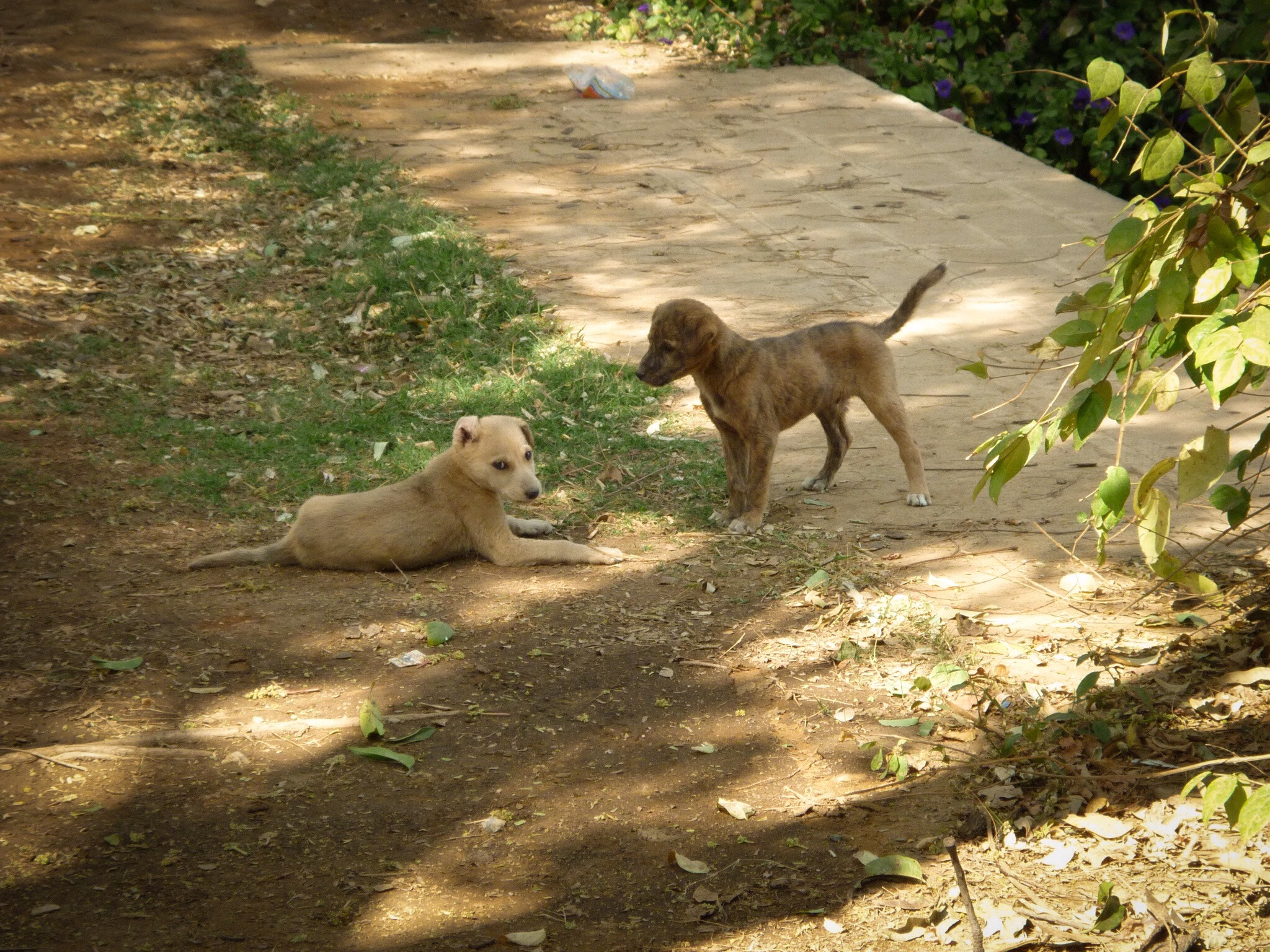 Panasonic DMC-FS62 sample photo. Pups playing in india photography