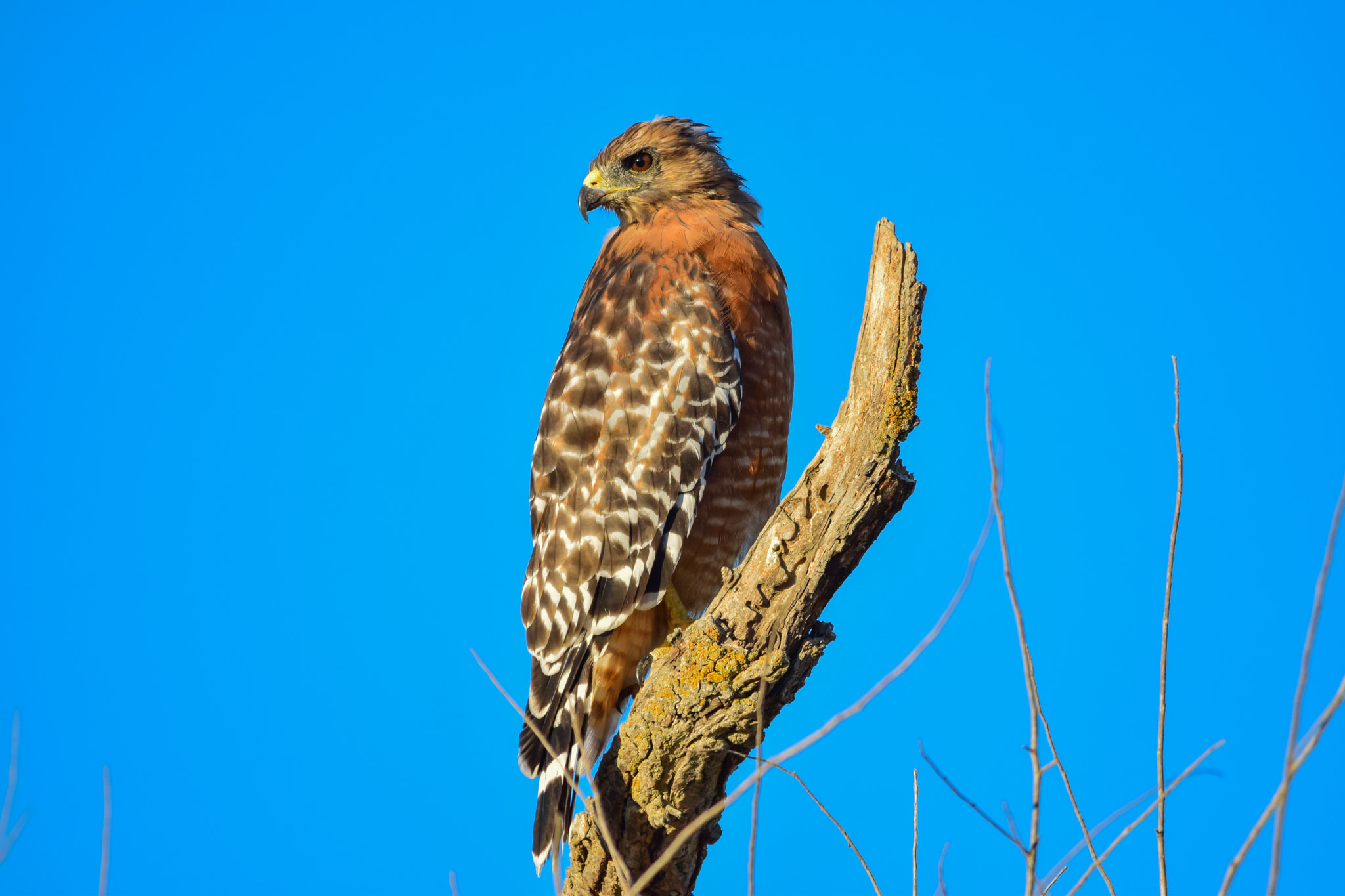 Sigma 150-500mm F5-6.3 DG OS HSM sample photo. Red-shouldered hawk photography