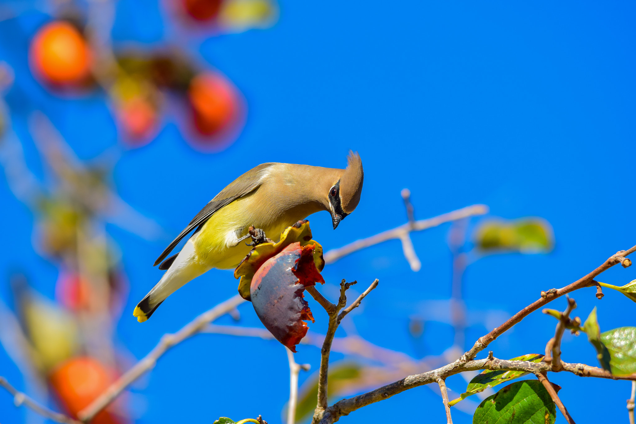 Sigma 150-500mm F5-6.3 DG OS HSM sample photo. Cedar waxwing photography