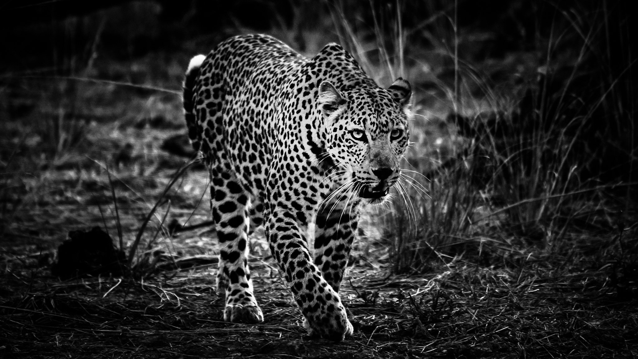 Nikon D70s sample photo. Female leopard photography