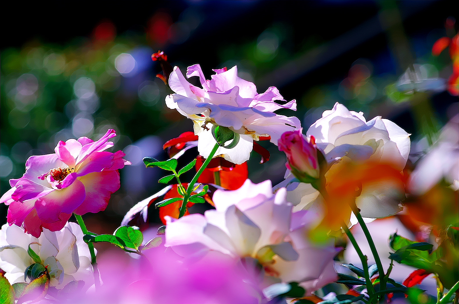 Pentax smc D-FA 100mm F2.8 Macro WR sample photo. 008.jpg photography