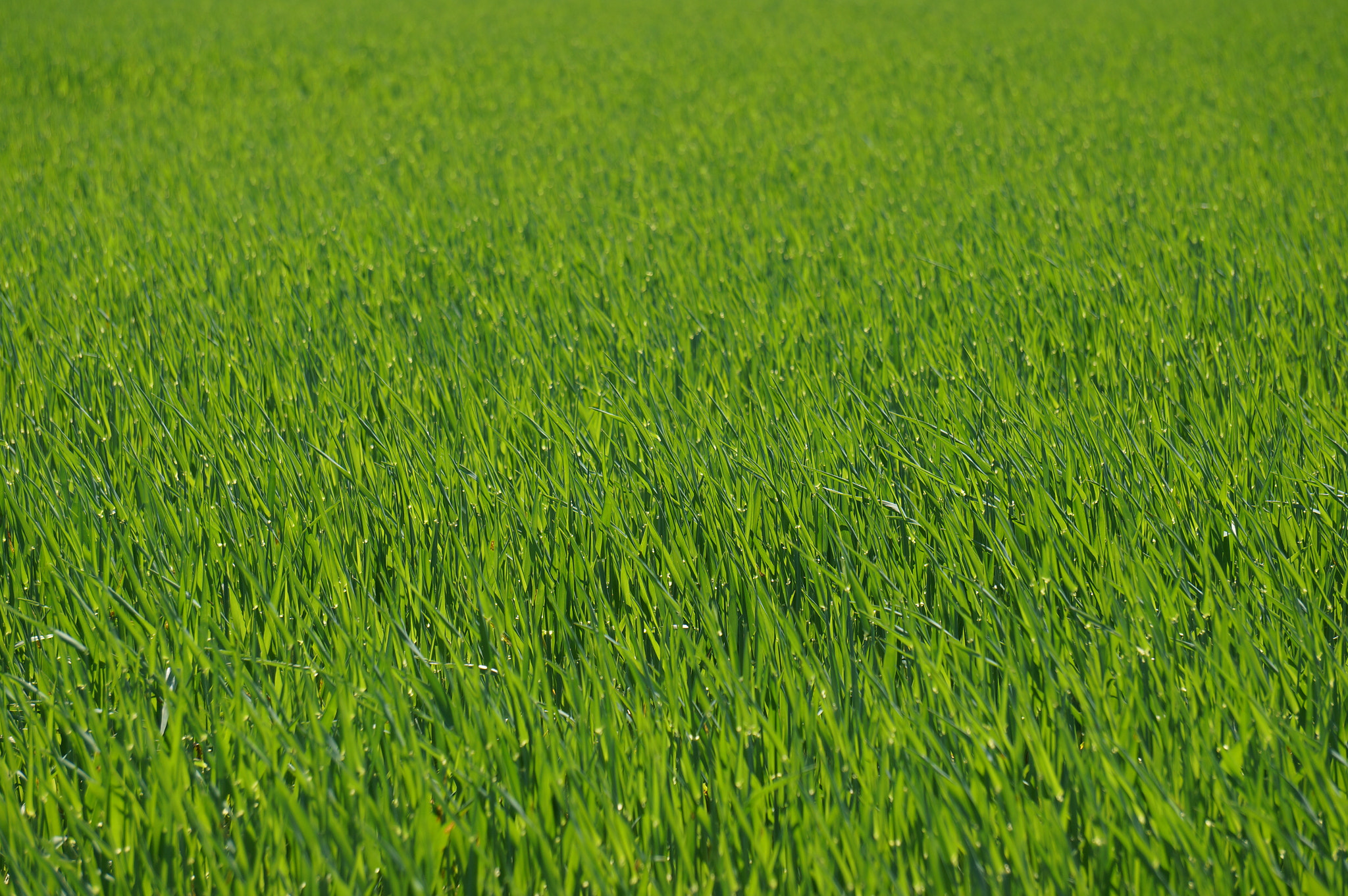 Sony E 55-210mm F4.5-6.3 OSS sample photo. Dsc02175.jpg photography