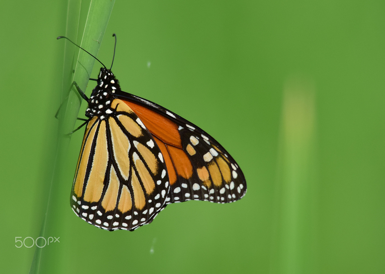 Sigma 150-500mm F5-6.3 DG OS HSM sample photo. Butterfly: up close photography