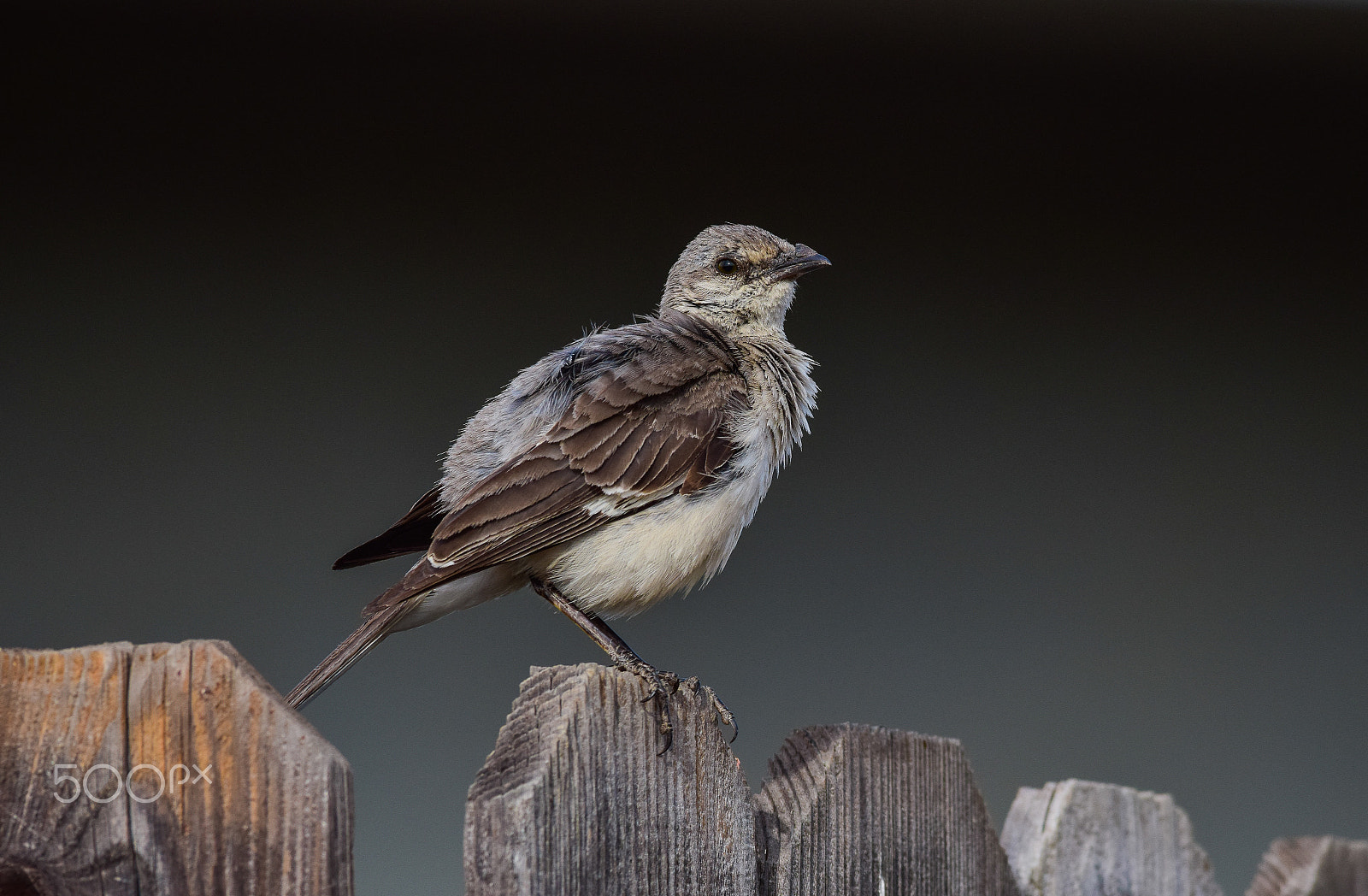 Sigma 150-500mm F5-6.3 DG OS HSM sample photo. Northern mockingbird: 1st year photography