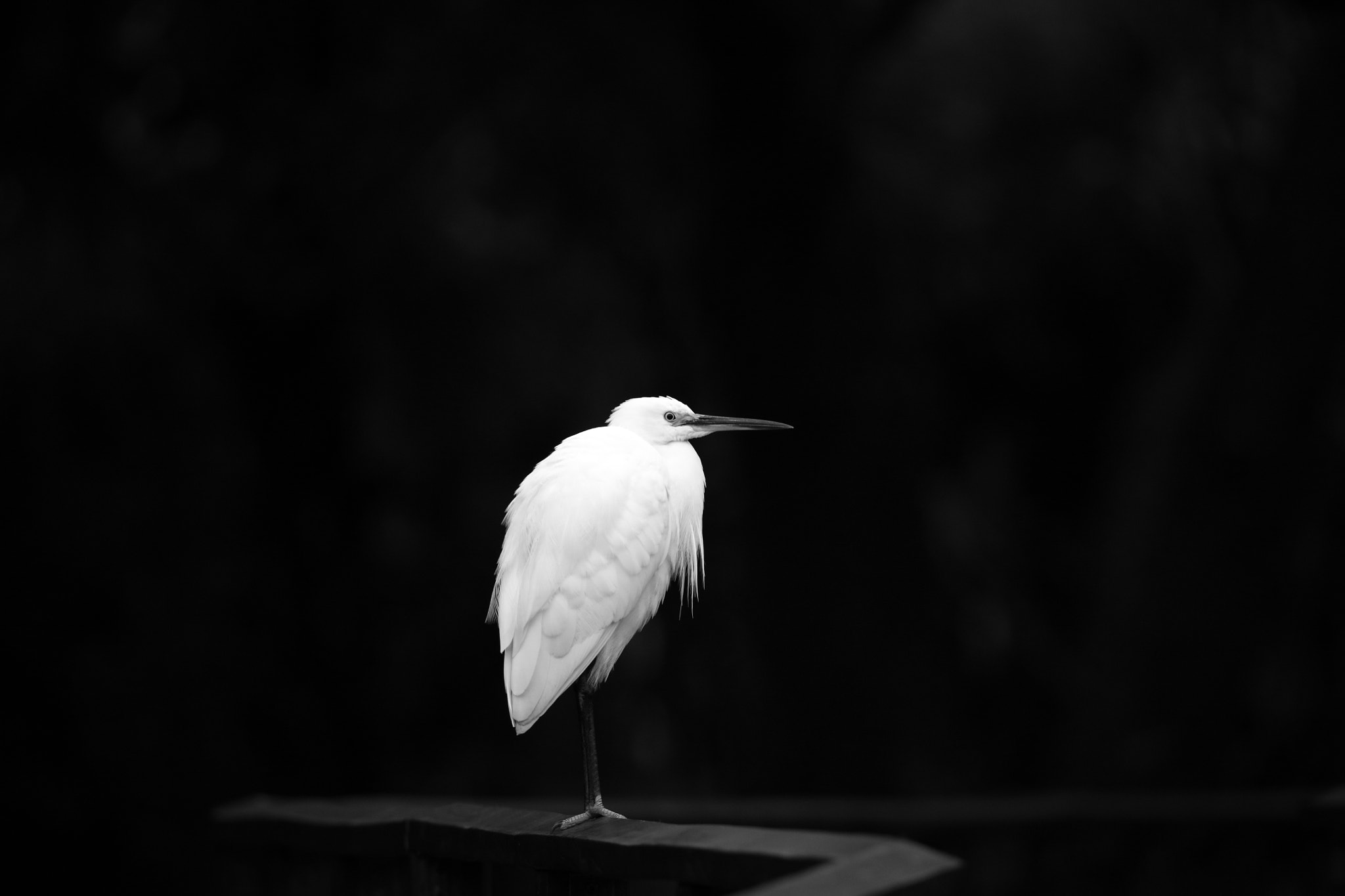 Canon EOS 5DS sample photo. Little egret photography