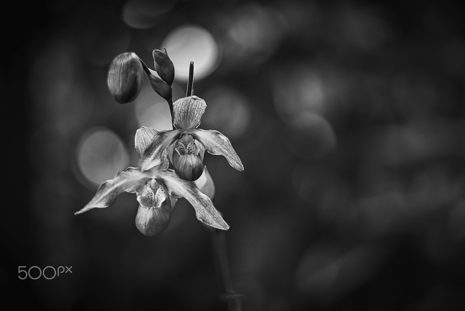 Leica APO-Summicron-M 90mm F2 ASPH sample photo. The hundington library: orchid photography
