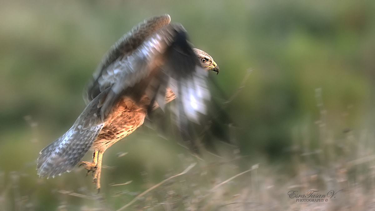 Nikon AF-S Nikkor 600mm F4D ED-IF II sample photo. Long-lagged buzzard / kızıl Şahin... photography