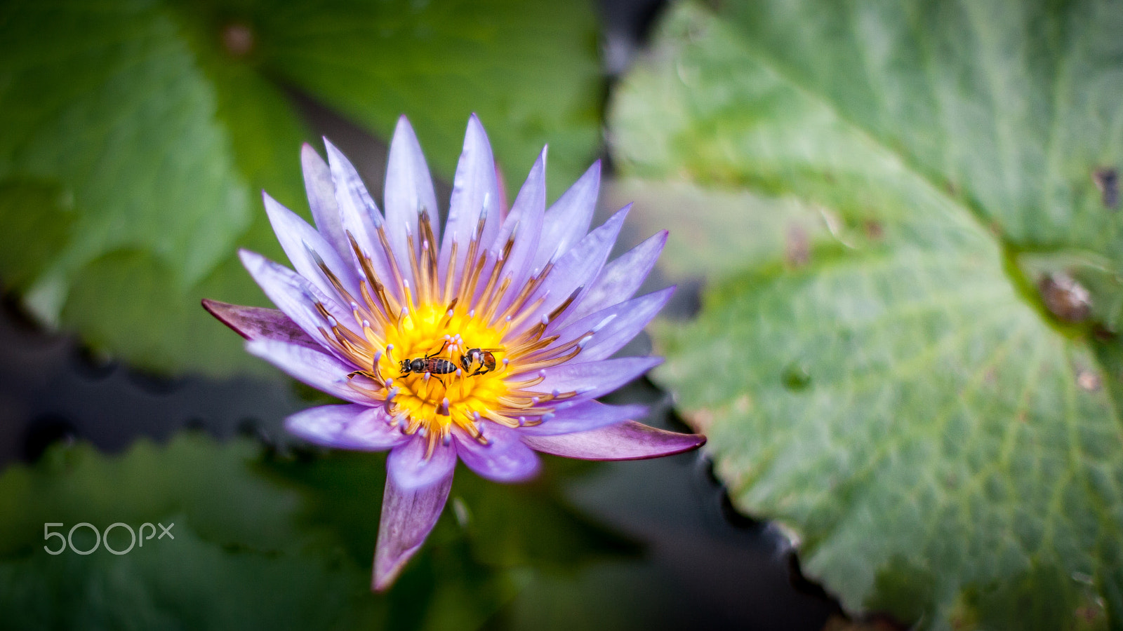 Canon EOS-1Ds Mark II sample photo. Bees&lotus photography