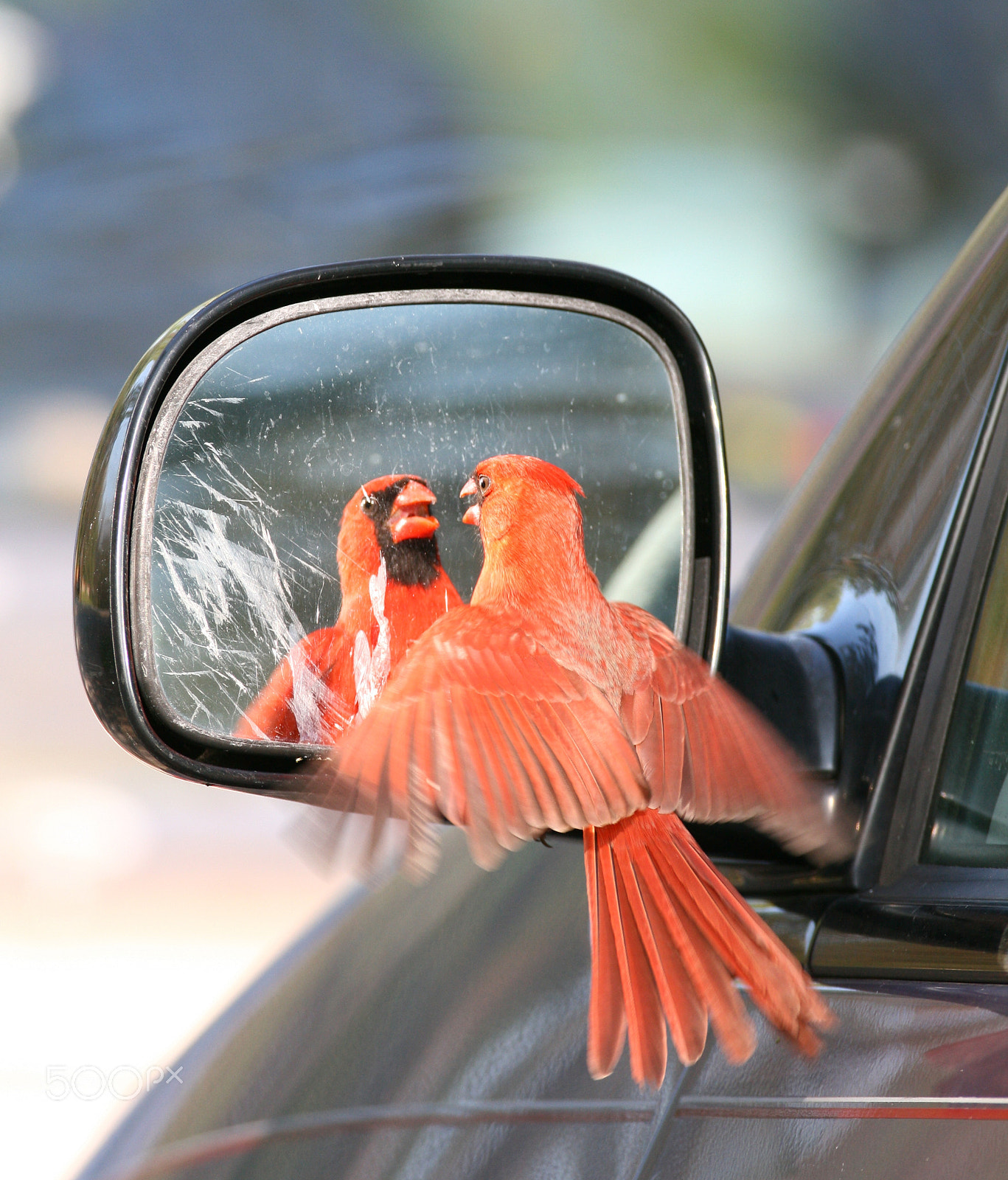 Canon EF 600mm F4L IS USM sample photo. Northern cardinal attacking its reflection photography