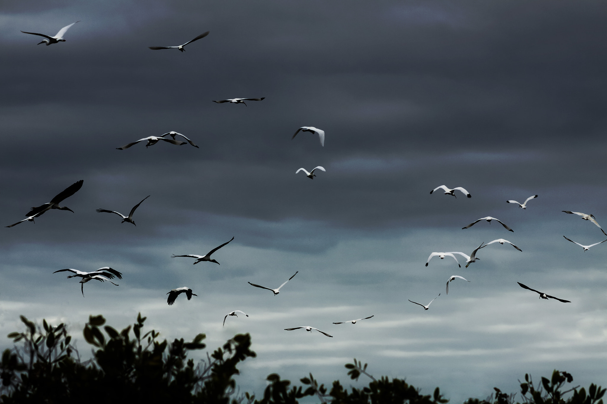 Canon EOS 50D + Canon EF 100mm F2.0 USM sample photo. __the everglades__ photography