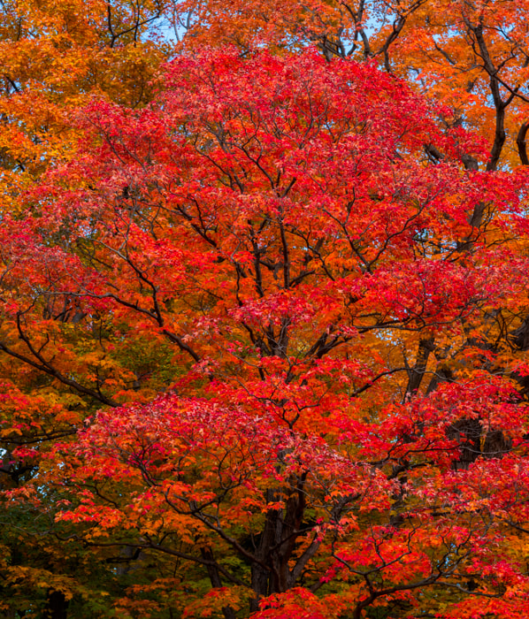 Panasonic Lumix DMC-GX7 + OLYMPUS DIGITAL 14-54mm Lens sample photo. Fall colors photography