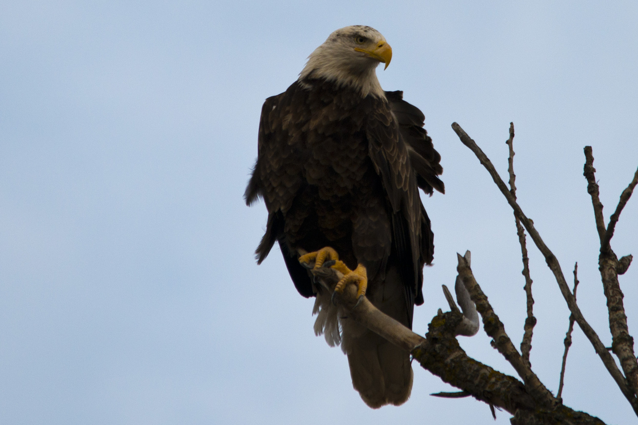 Sigma 150-500mm F5-6.3 DG OS HSM sample photo. Eagle photography