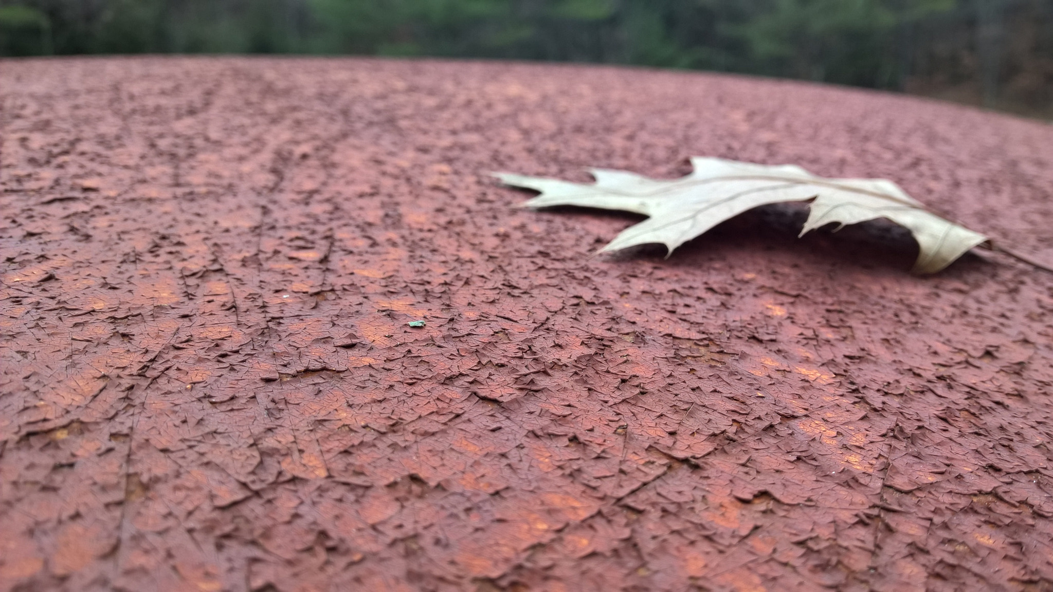 Nokia Lumia 929 sample photo. Leaf and rusty car roof photography