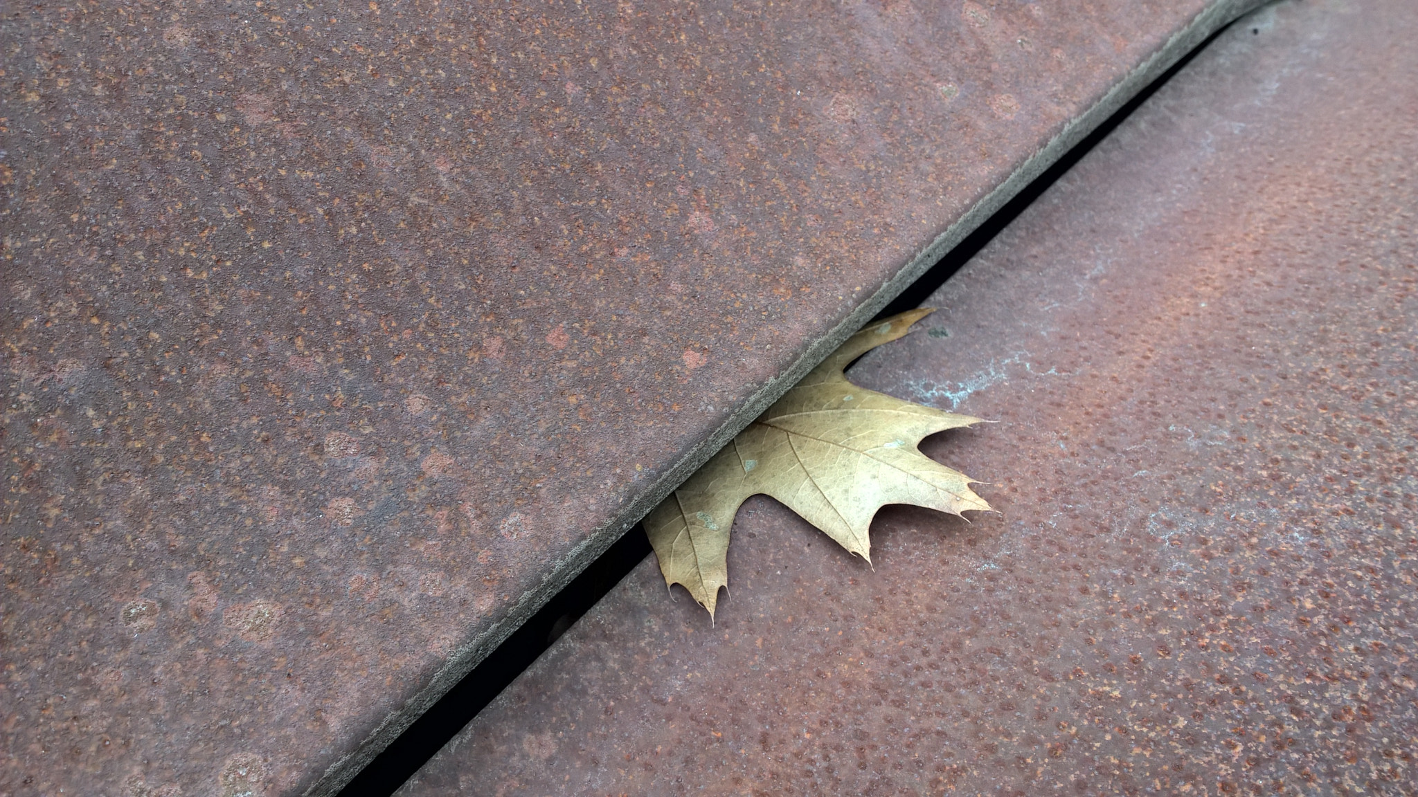 Nokia Lumia 929 sample photo. Peking leaf photography