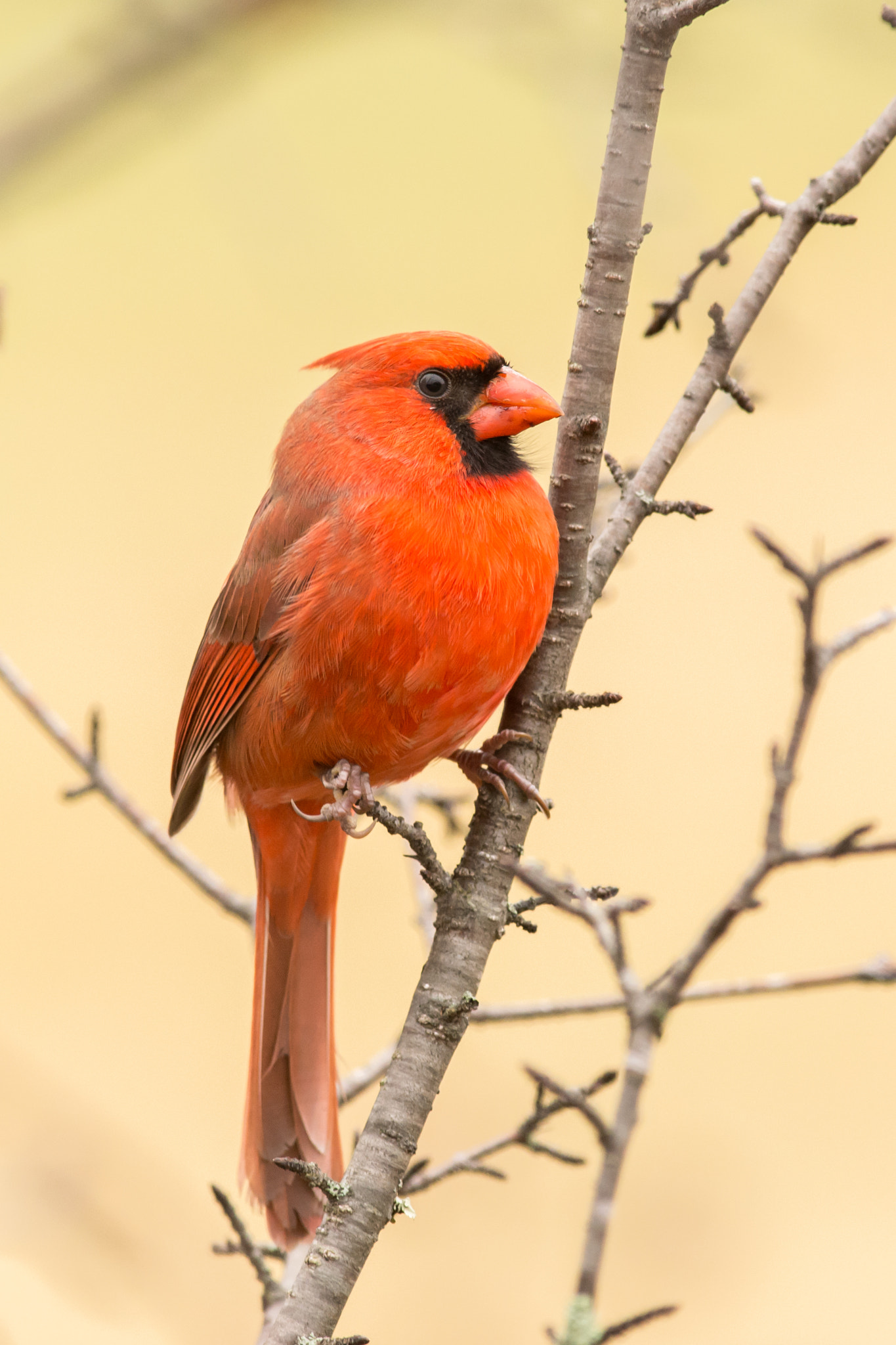 AF-S Nikkor 300mm f/2.8D IF-ED II sample photo. Red sentinel photography