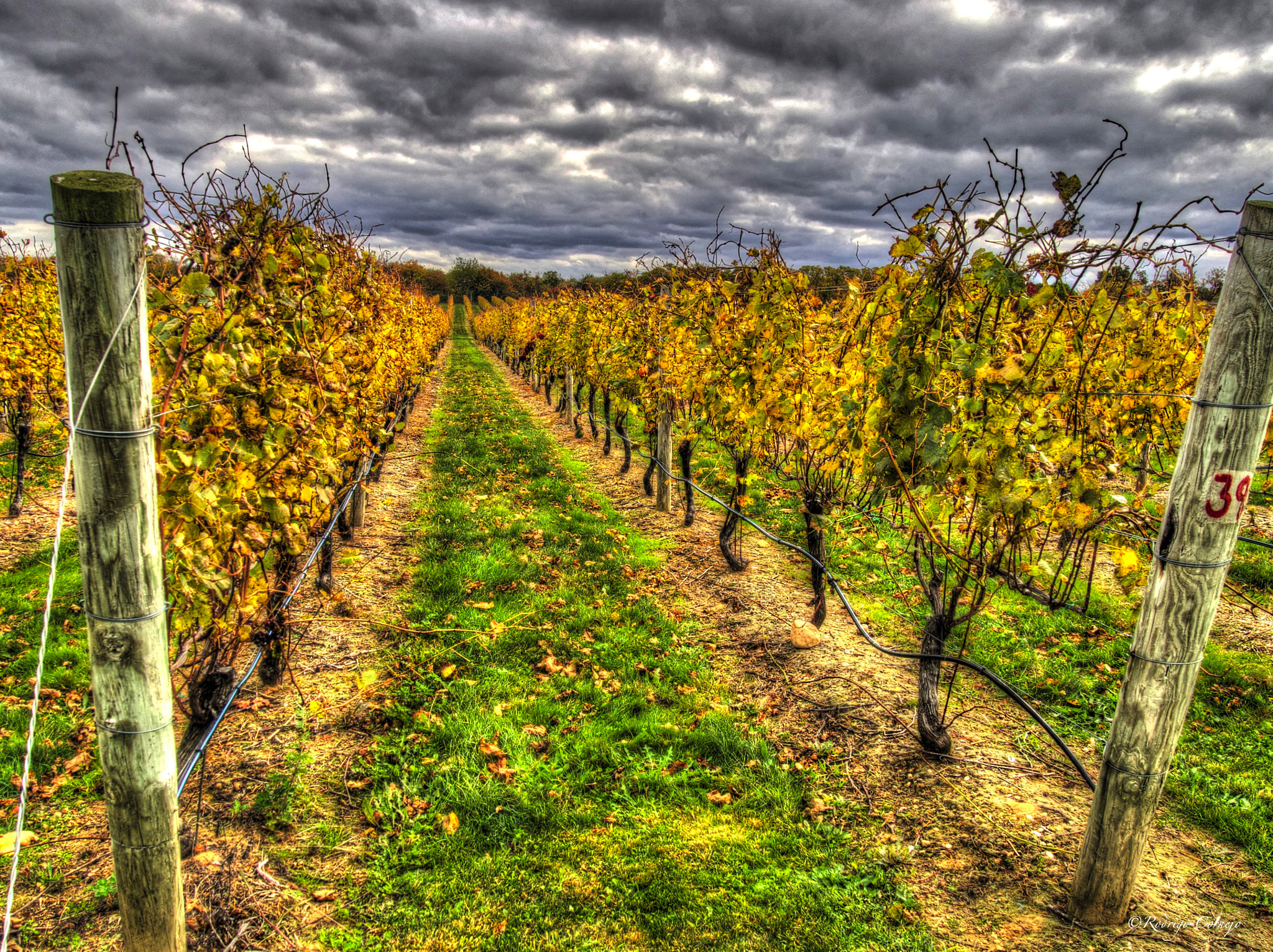 Olympus M.Zuiko Digital 14-42mm F3.5-5.6 II R sample photo. Vineyard... photography